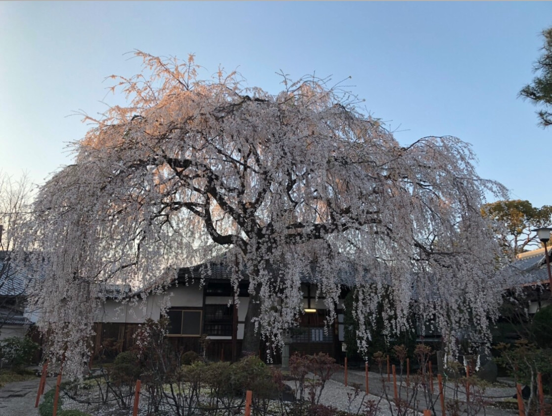 大阪の春は桜の花で満開となり、自然の香りが深い呼吸を促せてくれます