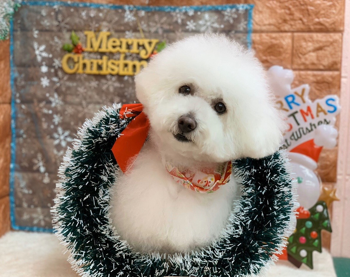 大阪Munaヨガよりメリークリスマス！季節感を味わって幸せ度アップしてみよう